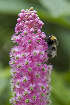 Survey finds Clue to Pollinators Decline