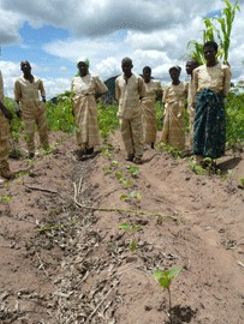 Small acacia trees being planted at a smallholder maize farm in Malawi
