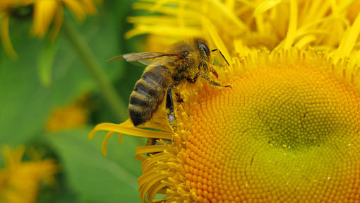 honeybee decline