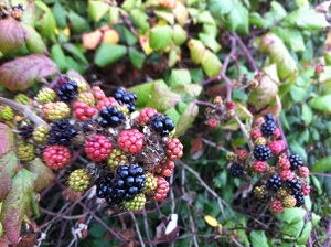 blackberrybramble