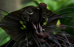 batflower