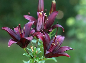 blackdaylilly