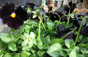 blackpansies