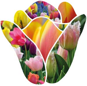 netherlands_tulip