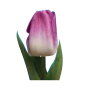 tulip_namemecomp