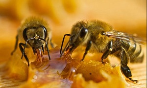 guardian_bees