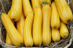 rhs_courgettesunstripe