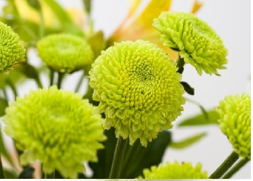 Green Chrysanthemum