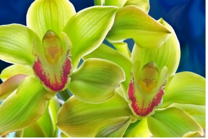 Green Cymbidium Orchid