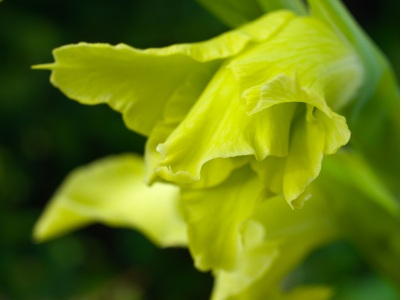 Green Gladiolus