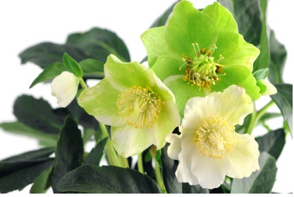 Green Hellebore