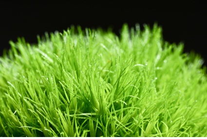 Green Trick Dianthus