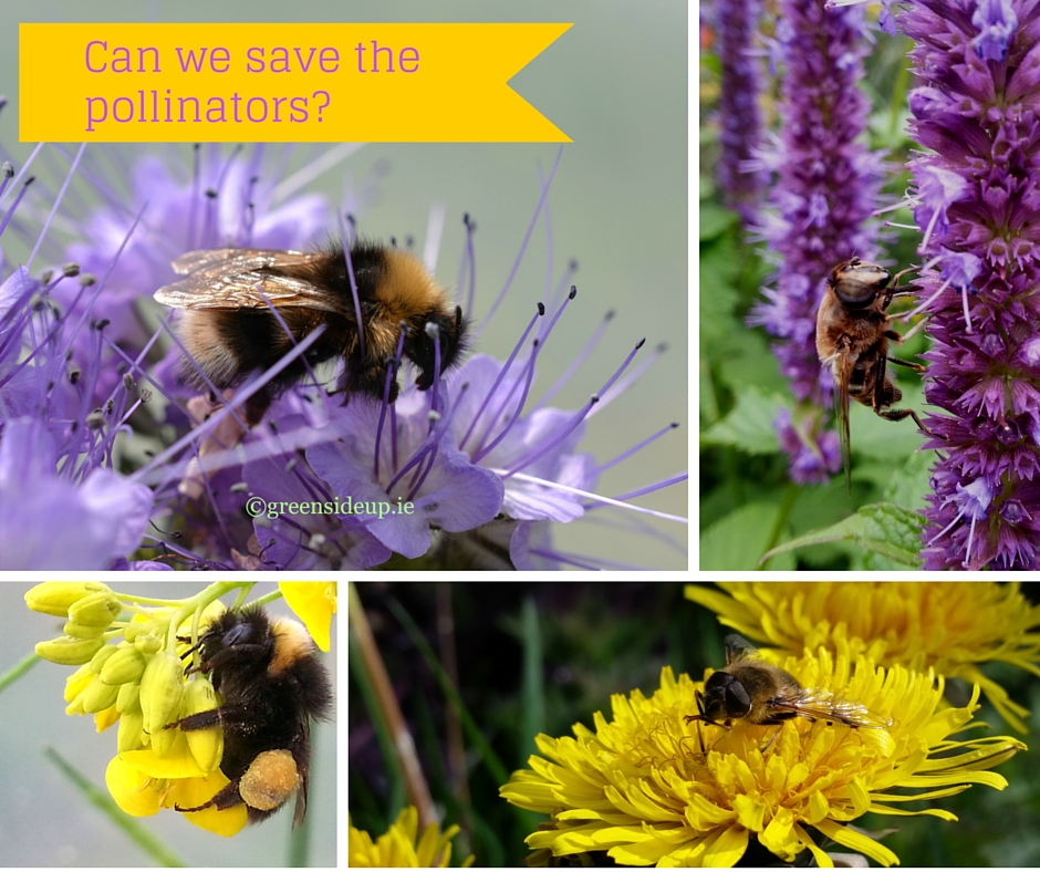 Can-we-save-the-pollinators