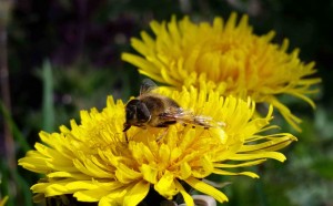 Honey-bee-feeds-from-a-dandelion-flower-in-springtime-by-greensideup.ie -300x186