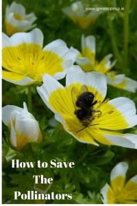 How-to-Save-the-pollinators-1-200x300