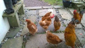 Hens-a-gathering-300x168