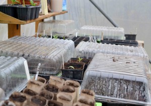 Seed-propagating-bench-300x211