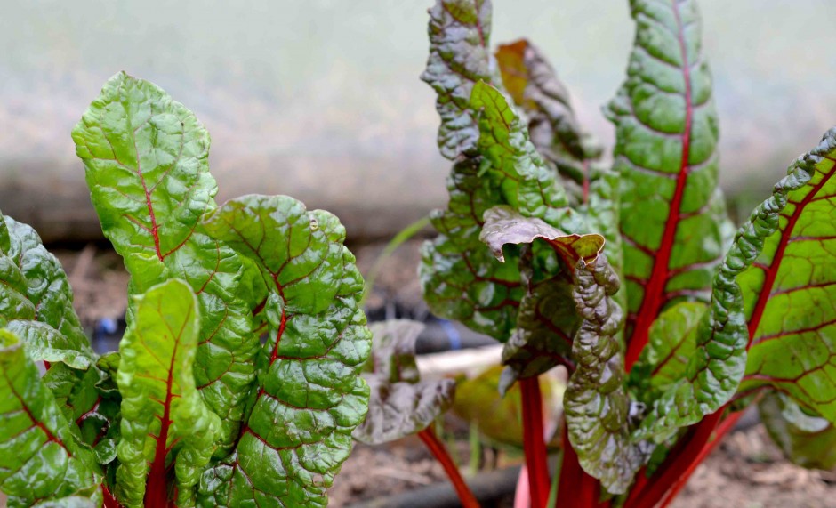 Vibrant-colours-of-rainbow-chard-940x571