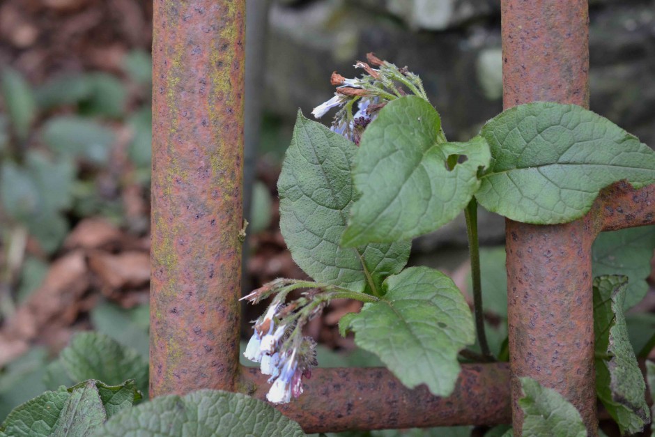 comfrey-1-940x627