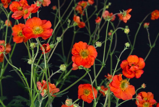 Geum-Scarlet-Tempest-land