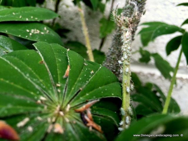 lupin-aphid-Macrosiphum-albifrons