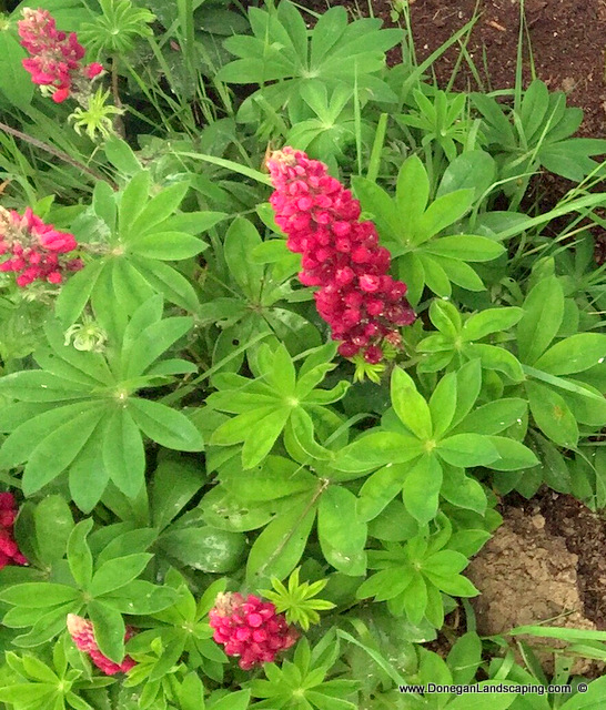 lupin-aphid