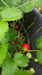 strawberry-growing-in-a-tyre-169x300