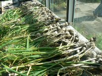 harvested-garlic-drying-on-the-greenhouse-bench 1