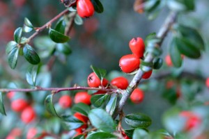 Cotoneaster-300x200
