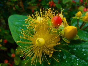 Hypericum-inod-Magical-Red-300x225