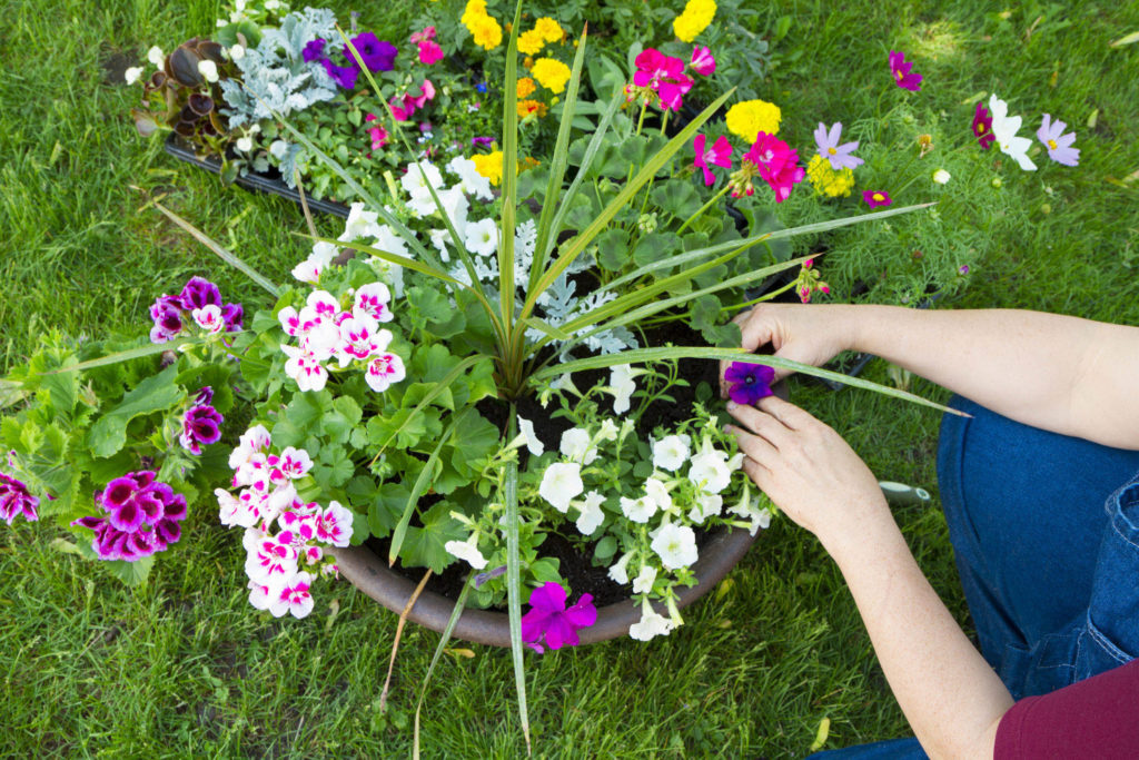 Planting Containers with Flowers - www.gromor.ie