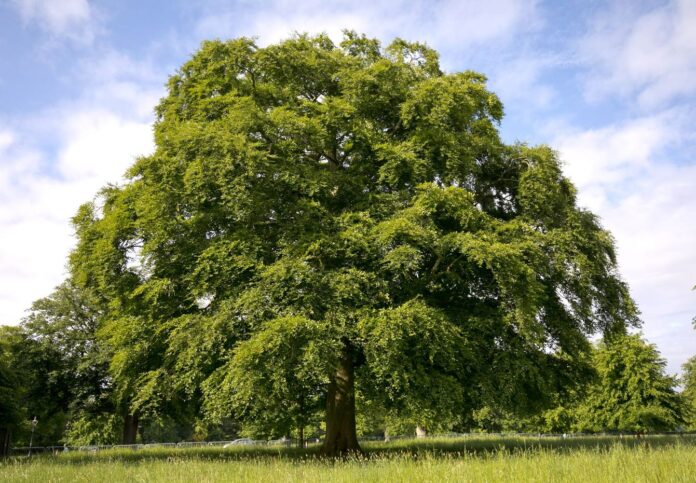 The Phoenix Park, home of Bord Bia Bloom 